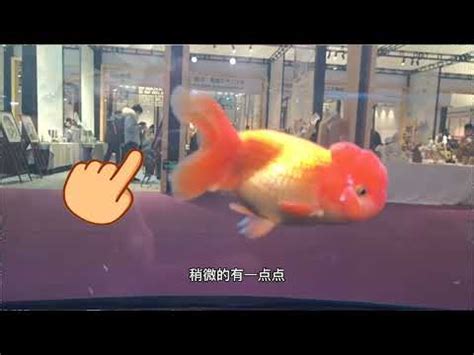 金魚虎 大江|【桃園